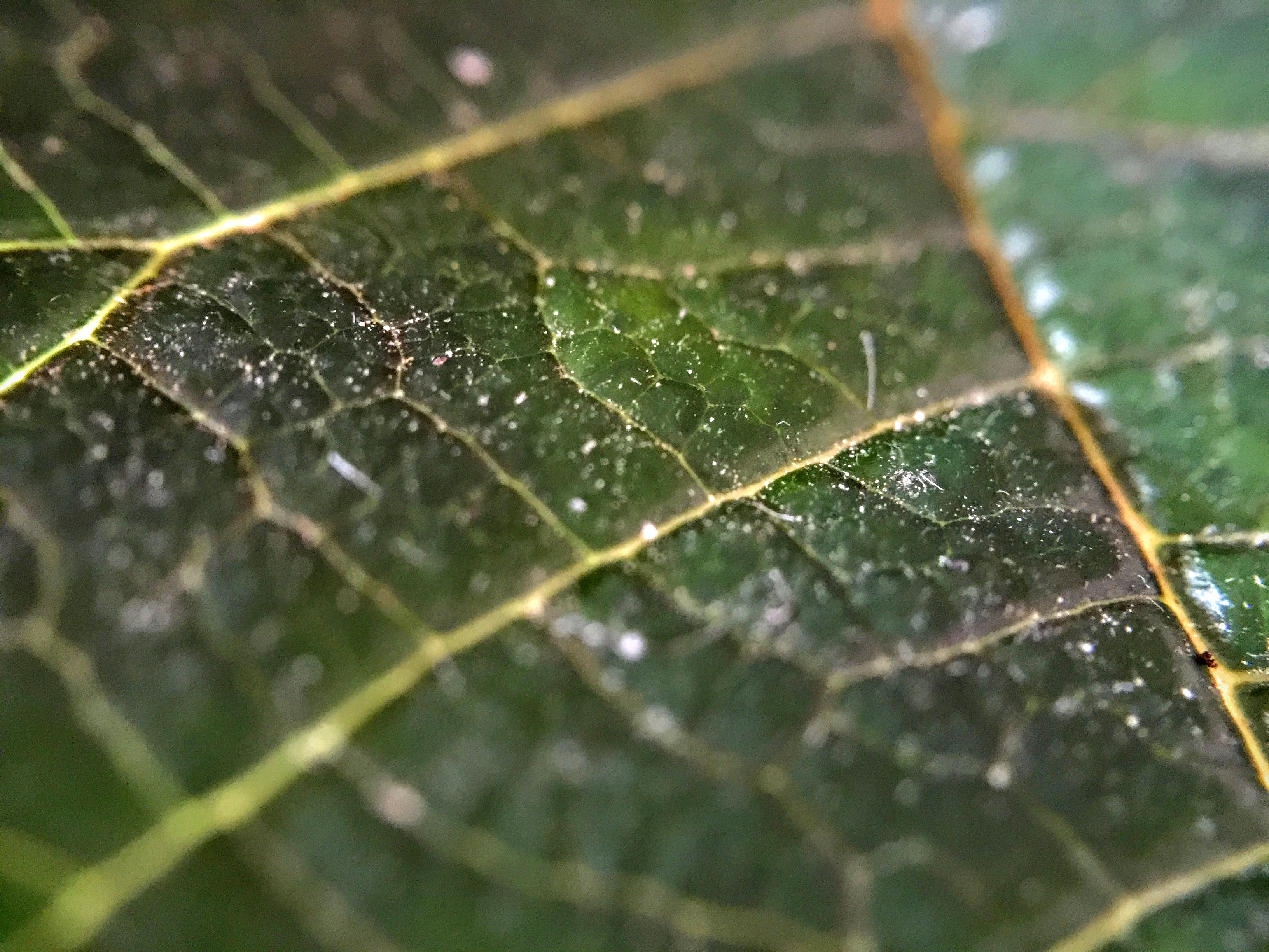 The leaf of a house plant. Once again shot with the Olloclip's 15X macro lens. 