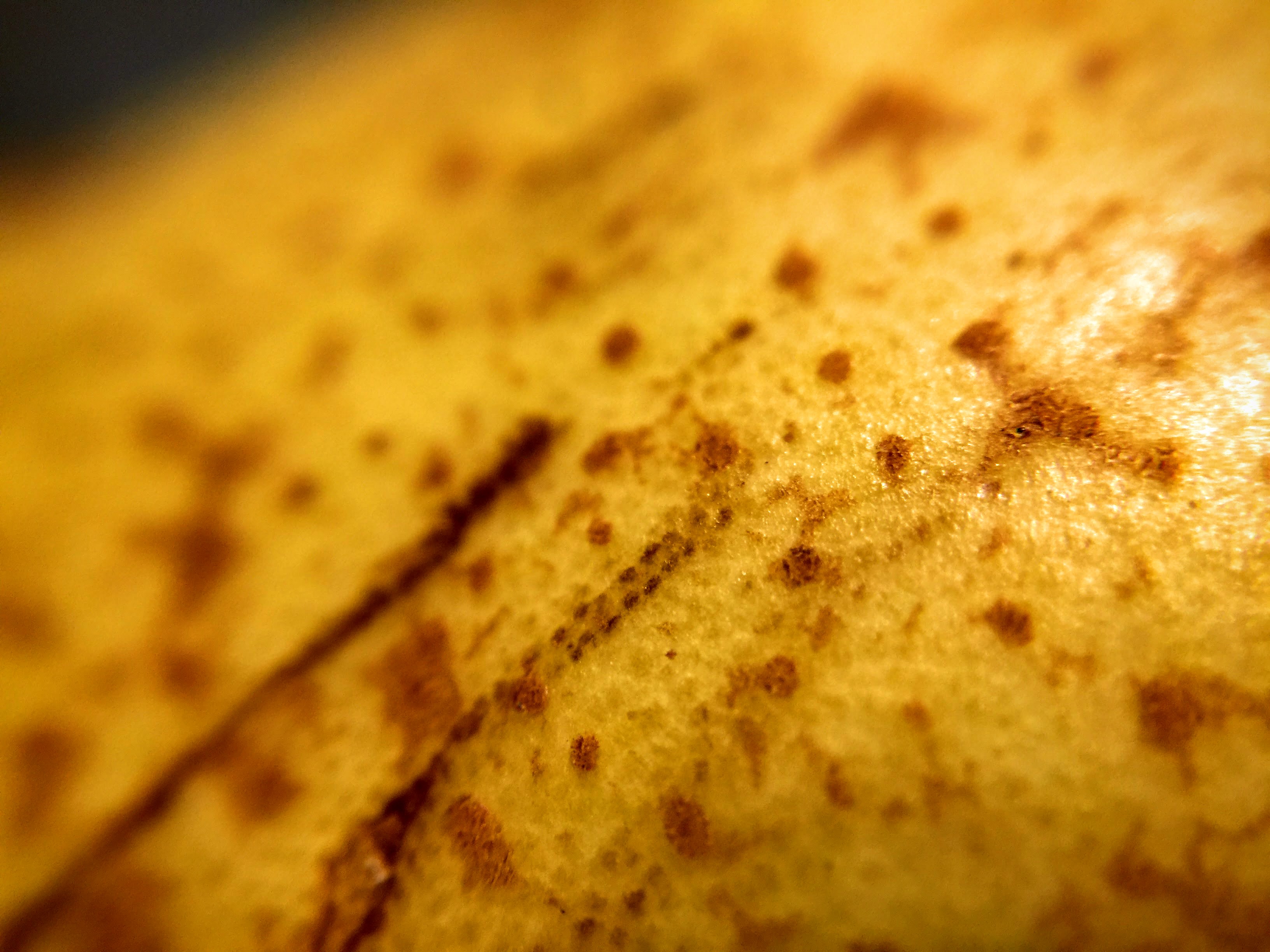 A Pear. Shot with the macro 15x lens.