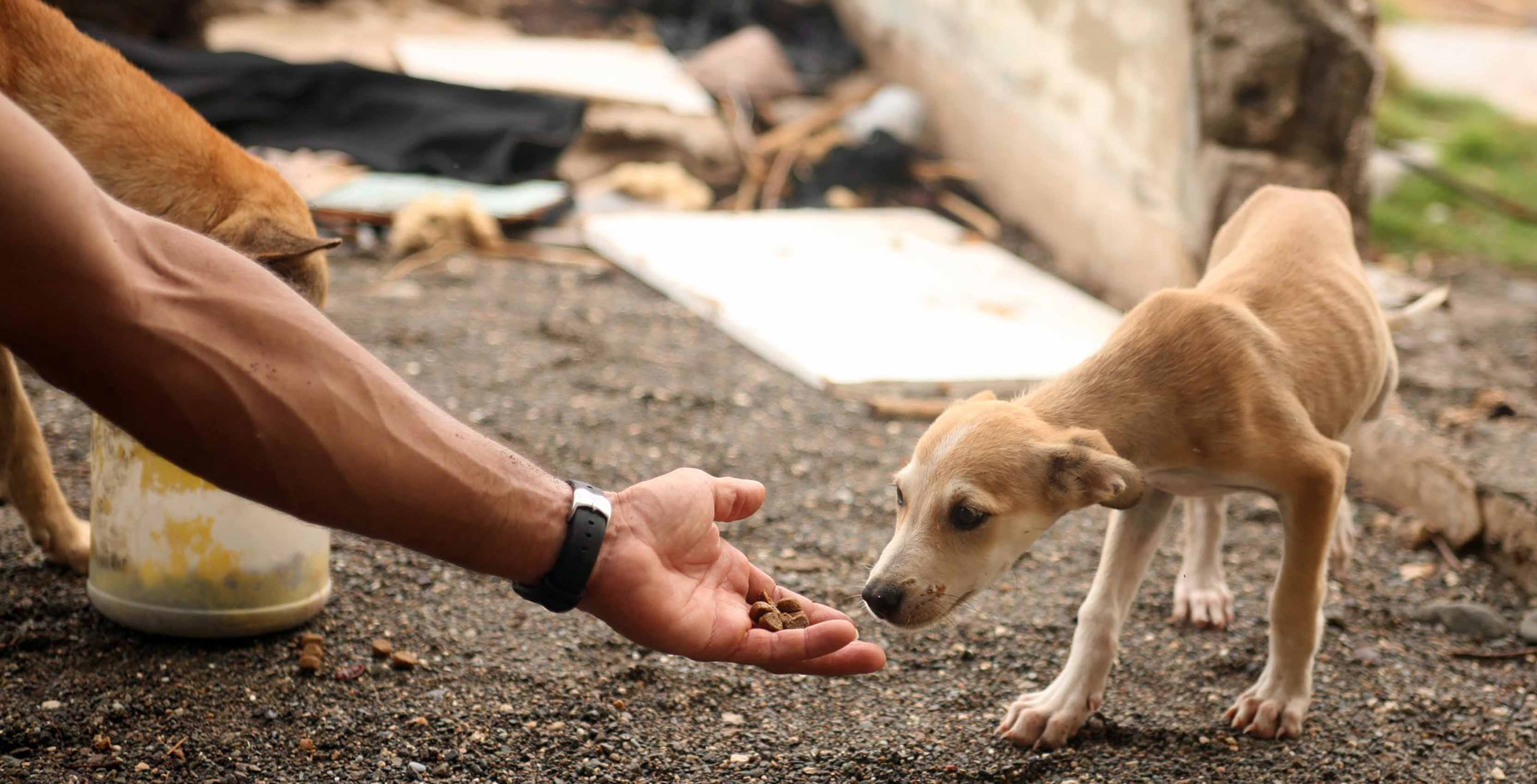 hand offering animal food