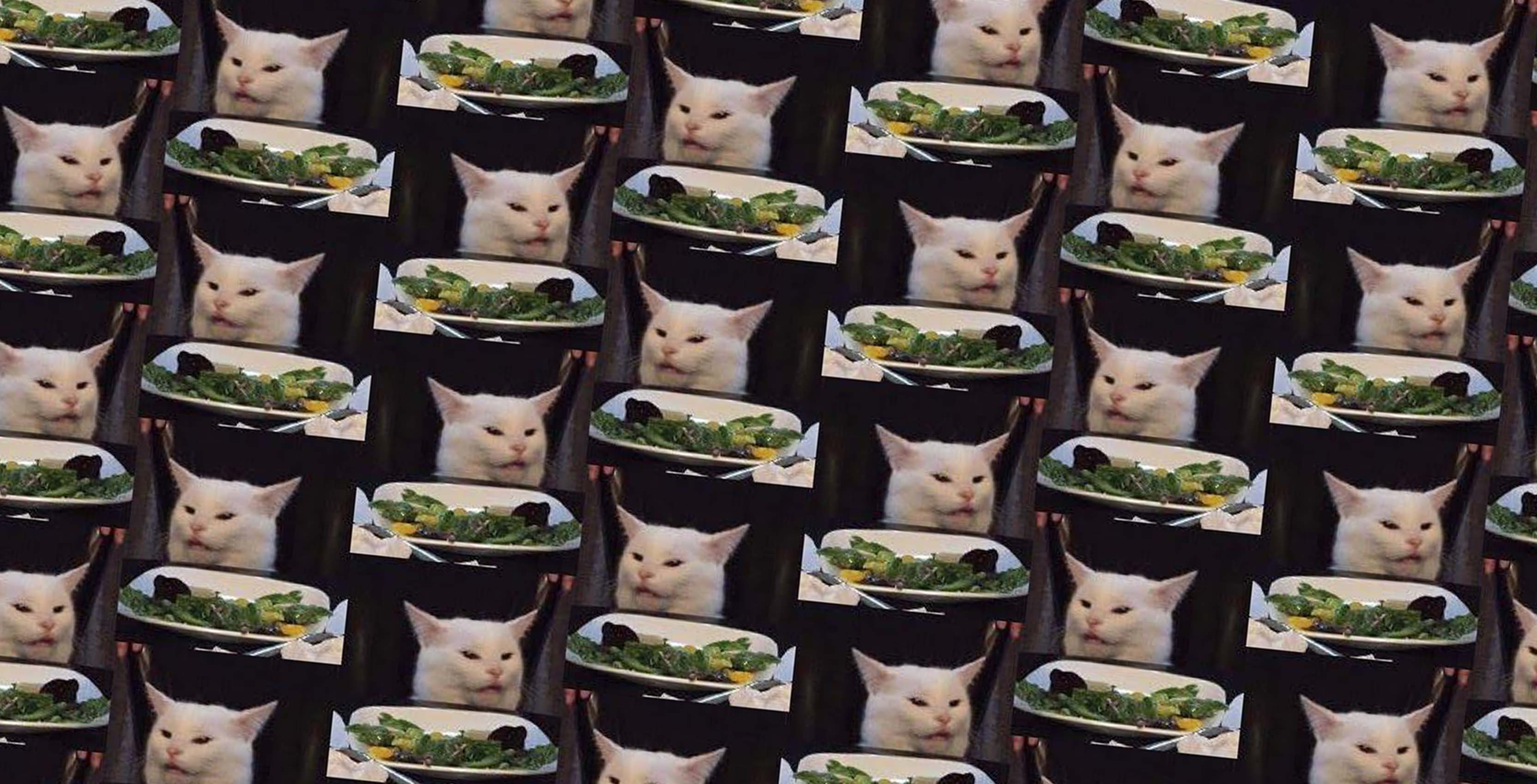 Unimpressed Cat From Popular Meme Lives In Ottawa