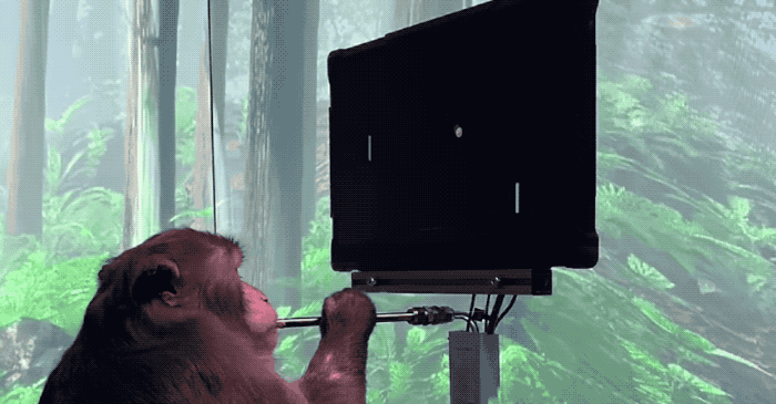 Monkey playing Pong with Neuralink