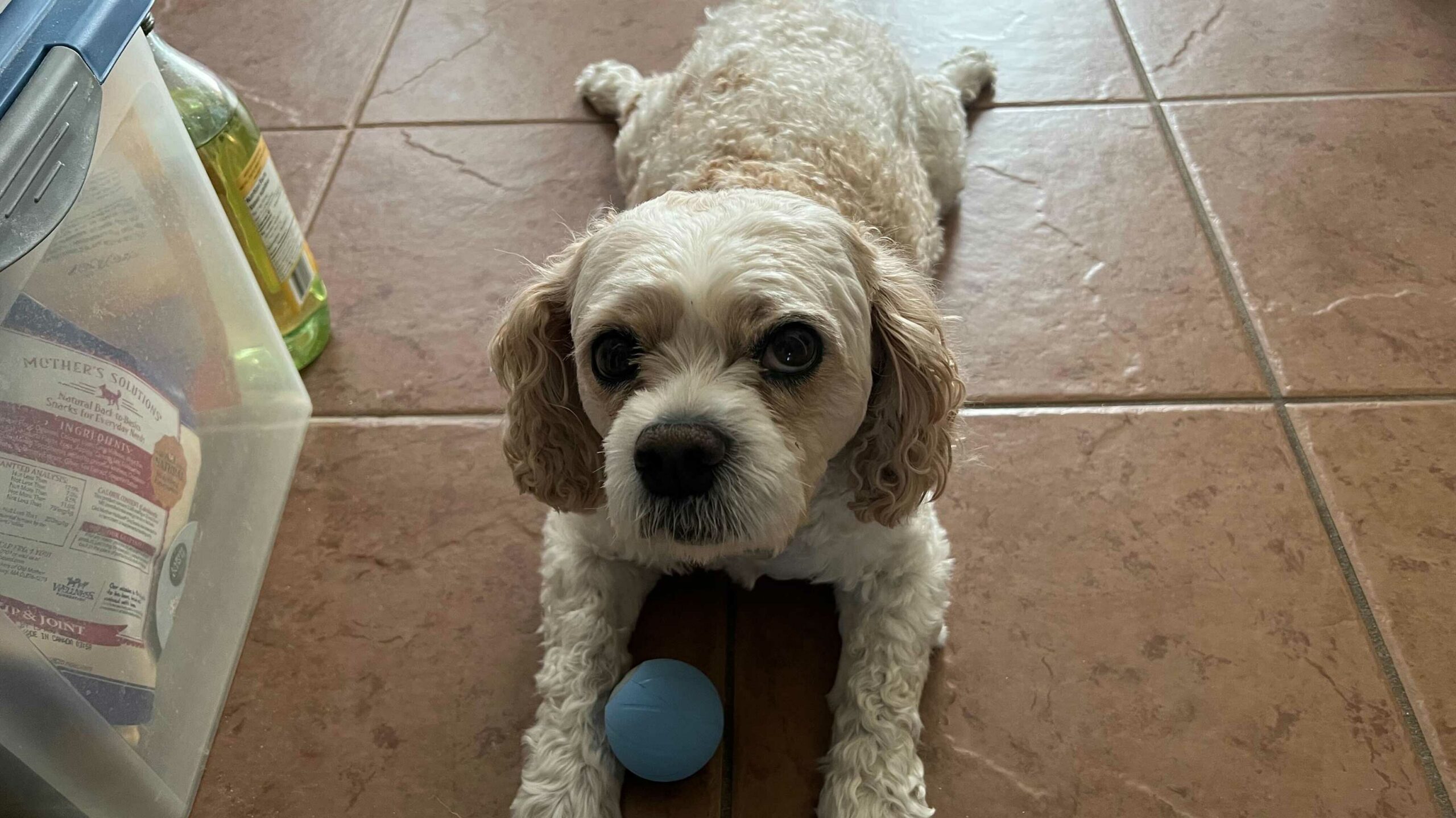 Cheerble’s tech-powered pet toys are a lot of fun, in spite of my lazy dog