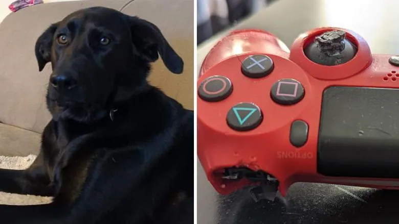 Calgary man’s pet dog chews on PS controller, ends up buying in-game clothing